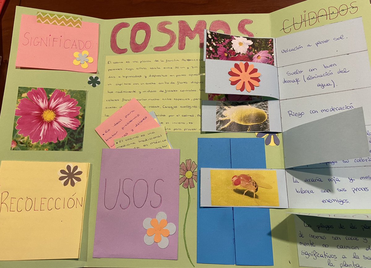 bertaeco's tweet image. El alumnado me vuelve a impresionar con su creatividad y buen hacer. Hemos hecho un arboreto con especies de la huerta y de nuestro bosque. #arboretocondesplegables #foldables #educarfueradelaula #laescuelaacieloabierto #arboretocreativo #iniciativaemprendedora
