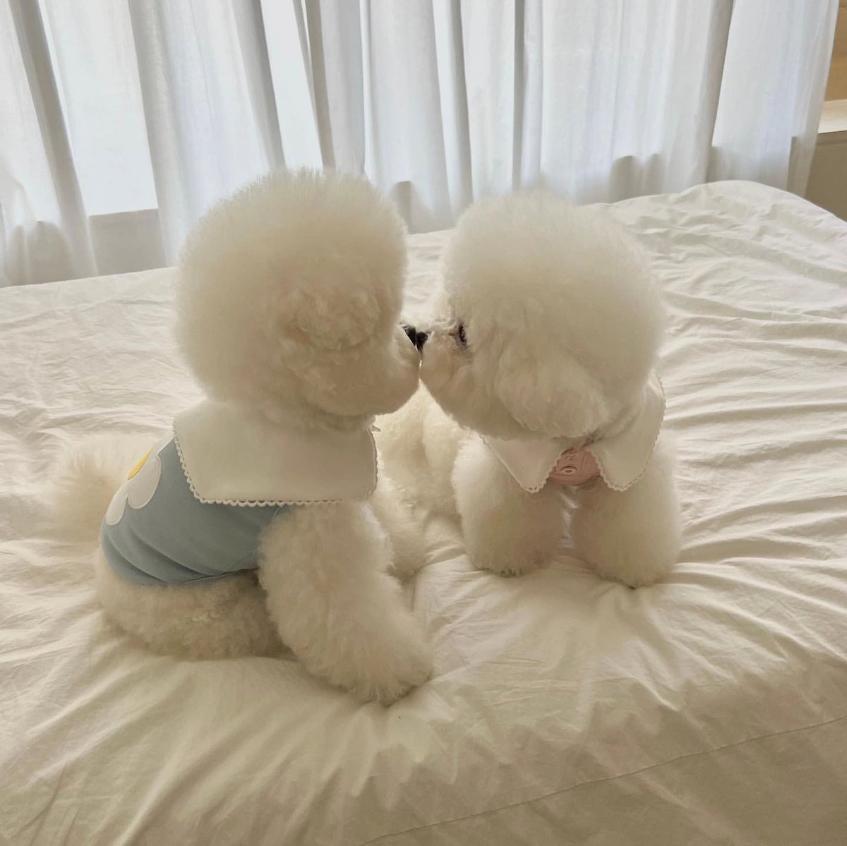 ChrisAllen68601's tweet photo. ❤️ I hope that all the love in this world can be cultivated to a positive result. Love must be spoken out loud🌷 Xiugougou wishes lovers to get married in the end~💛🧡❤️💙💗🤎🤍🖤
#Bichon
#AvatarTheLastAirbender https://t.co/Gx53auHlLK