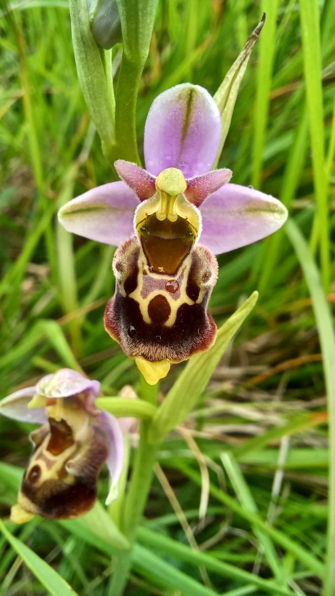 ukorchids tweet picture