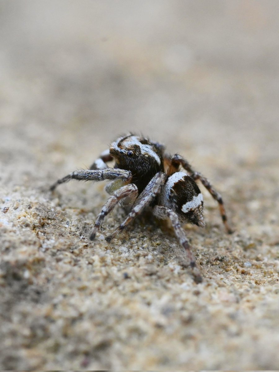 Salticidae. that's all i know🙌

#NaturePhotography #naturelover #bugs #insects #spiders #bees #wasp #butterflies #wildlifephotography #flowerphotography #GardenWildlifeWeek #Gardening #GardenersWorld #nikonphotography #nikonz6ii #macrophotography #SIGMA  #hangitür