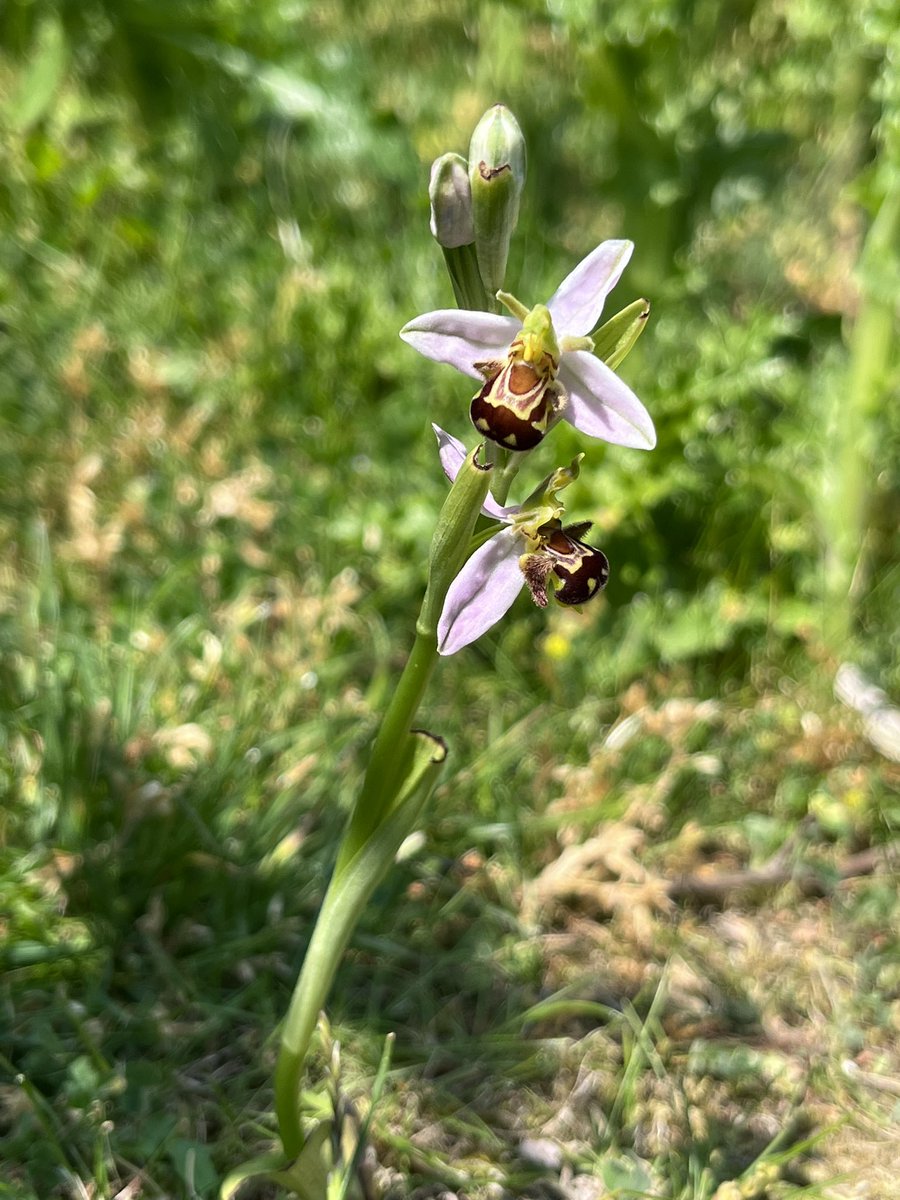 Mike Drew tweet media