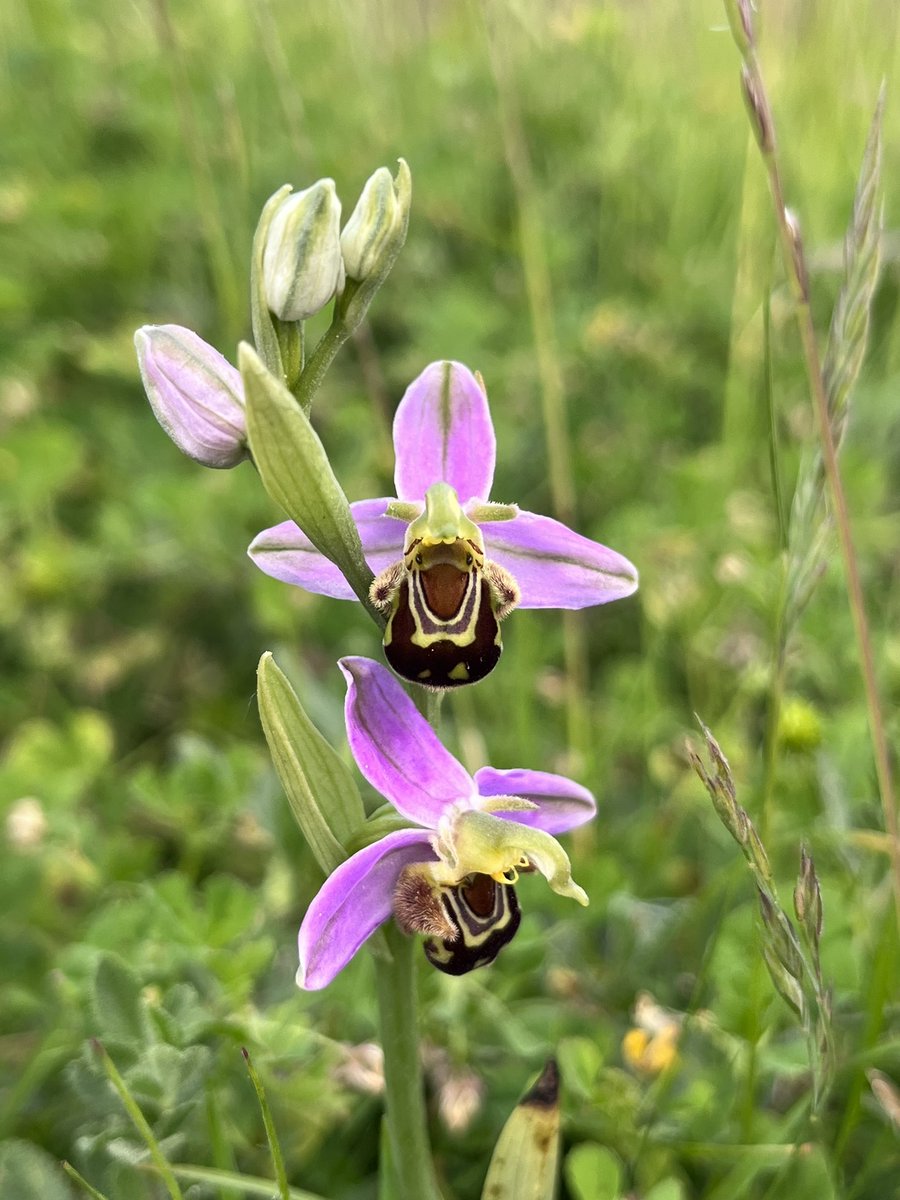 Mike Drew tweet media