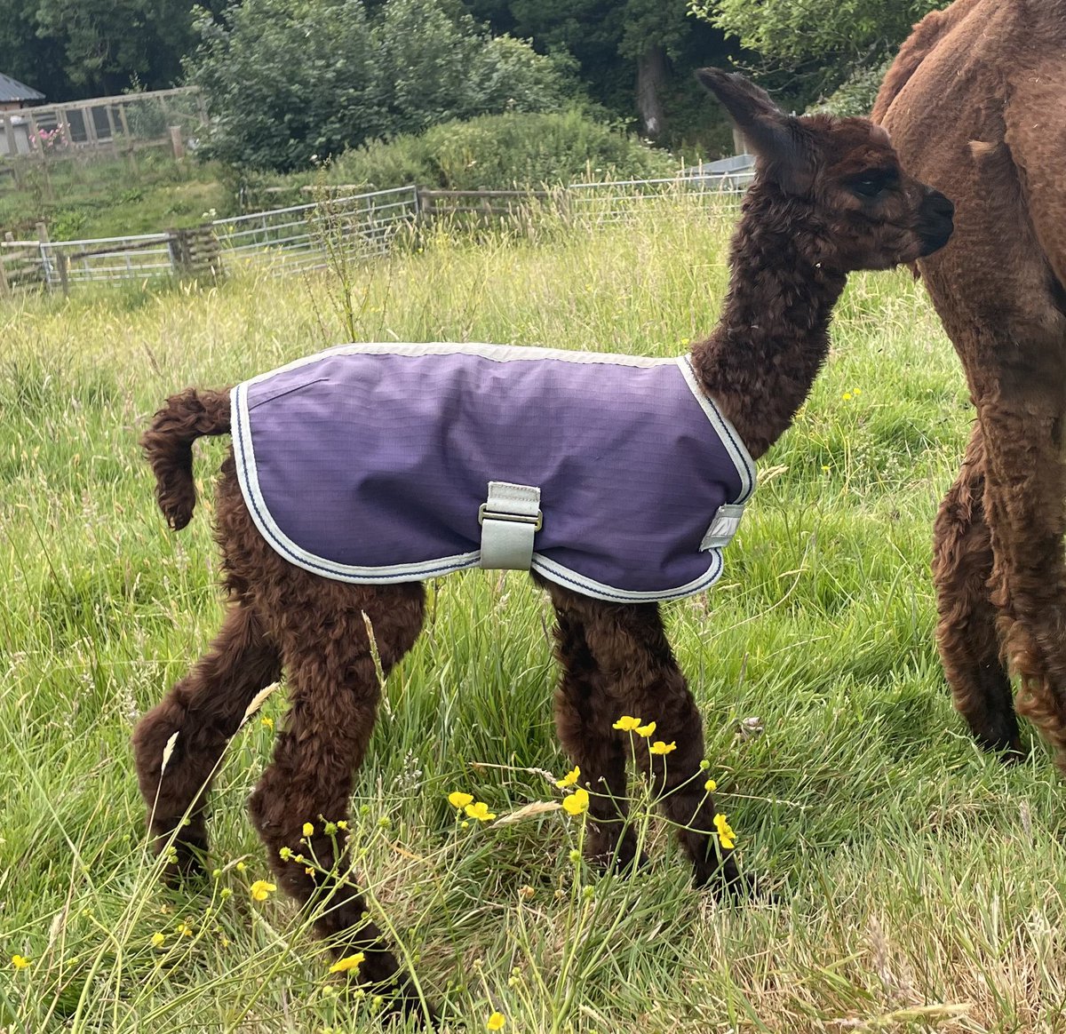 Amiryck Alpaca tweet media