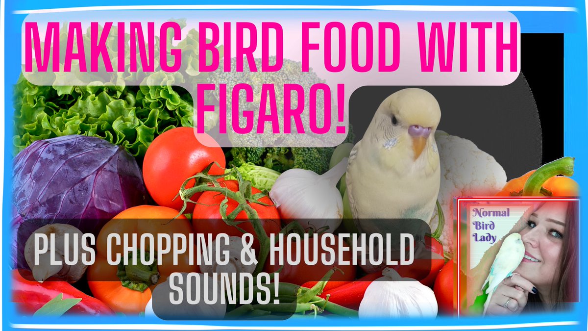 ASMR Bird 🐦 food making, starring Figaro! (Over on YouTube!)