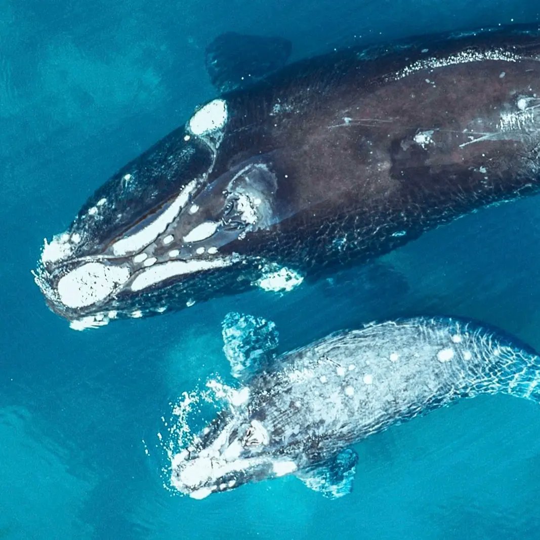 There are less than 340 North Atlantic Right Whales left in the wild. 🐳
#extinctionisforever  #whales  @seashepherdstore