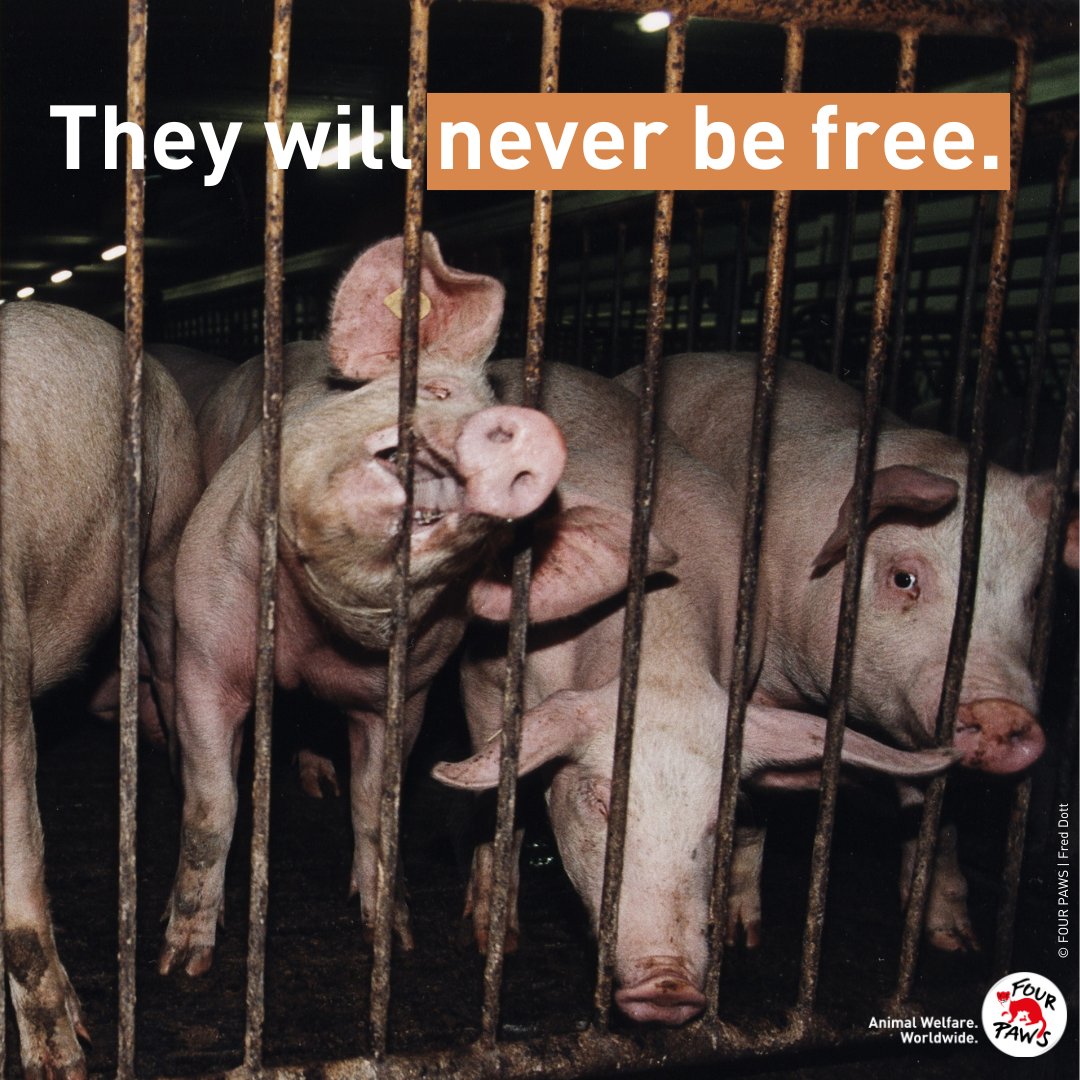fourpawsAU's tweet image. They don&apos;t deserve this 🐷💔

#stopfactoryfarming