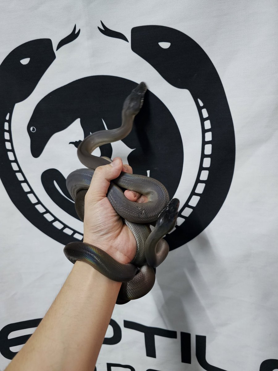 Reptile_Academy's tweet image. 1.1 Southern whitelipped python

📩📩📩

#ReptileAcademy
#whitelippedpython
#ไวท์ลิปไพธ่อน
#เลี้ยงงู