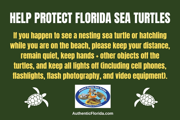 Help protect Florida Sea Turtles! 🌴🌊🐢

Learn more about Florida Sea Turtle Season: shorturl.at/rvxD6