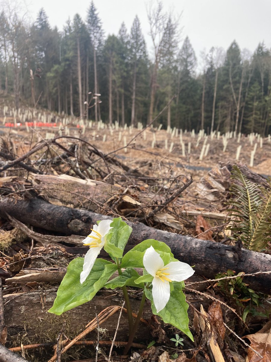 olyecosystems's tweet photo. Another June Work Party at Cooper Crest Forest - Urgent Scotch Broom Control - https://t.co/Jl6RfJm7J8 https://t.co/qLT5x8J8Wy