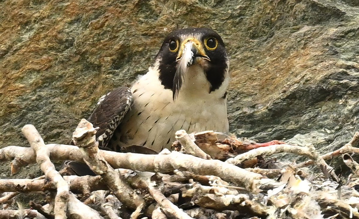 Feather in its beak - A Peregerine Falcon busy plucking its prey bird clean for its fledgling chicks on the north bank of the Potomac River, Maryland. (2023-06-16) #TwitterNatureCommunity #BBCWildlifePOTD #ThePhotoHour #IndiAves #wildlifephotography #falcons #raptors #prey