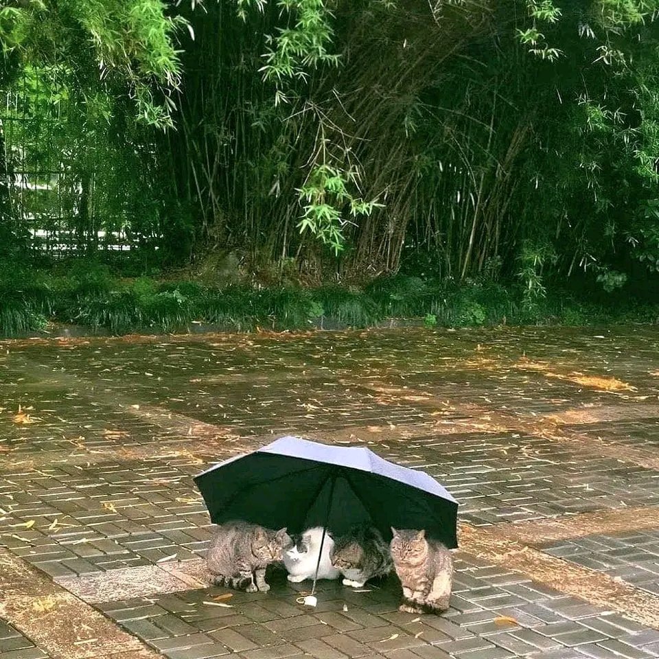 The warmth of an umbrella❤️