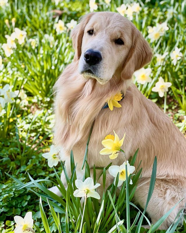 A dandy lion among the daffodils 💛

#daffodils #springiscoming #spring #gloriousgoldens #goldenretriever