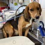 TriBeagles's tweet photo. Adoptable #beagle of the day MILLIE https://t.co/9GwFcLRChL https://t.co/wNA4sKR2I4