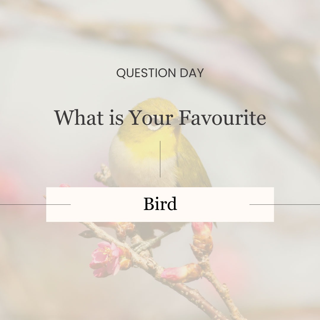 What is your favorite bird? Let me know in the comments.

#favoritething #love #travel #photography #beautiful