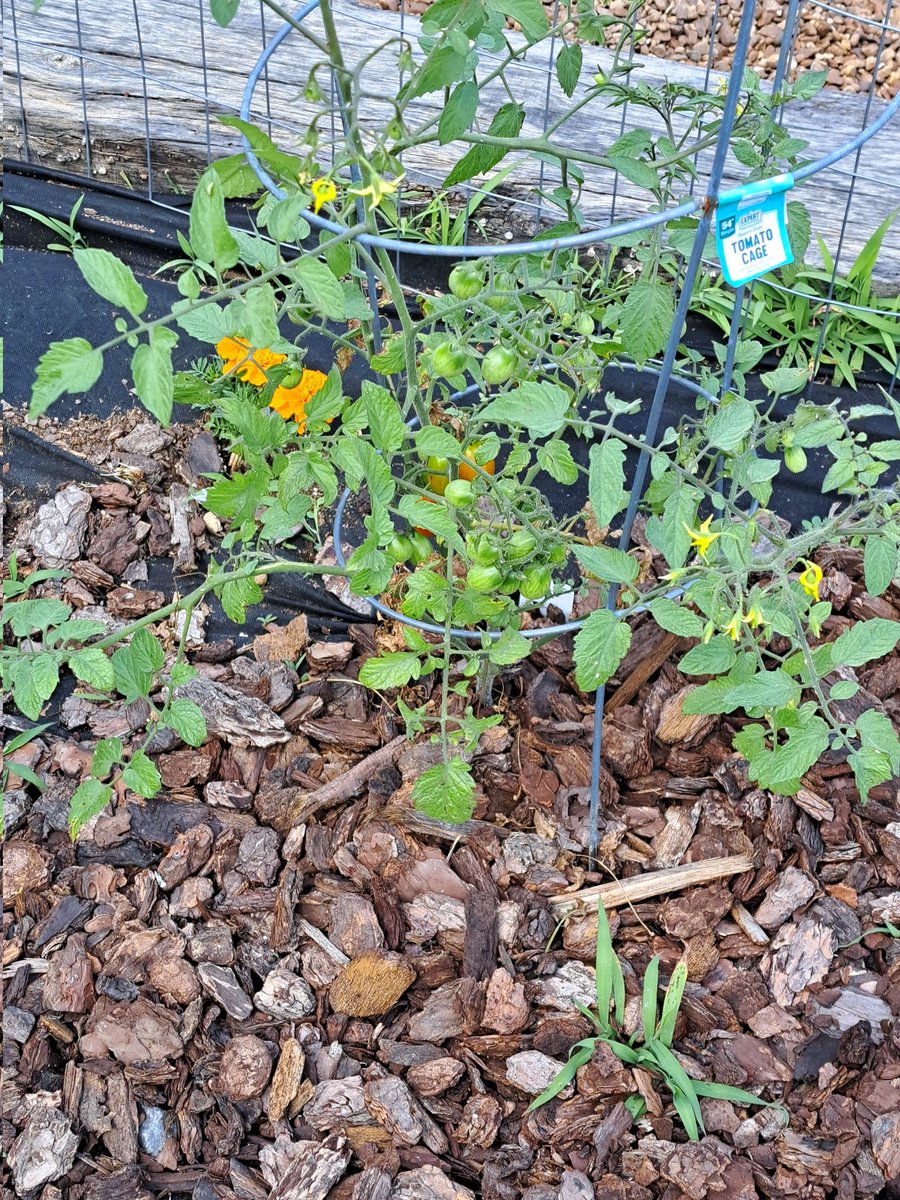 DegeorgeAnnette's tweet photo. Veggies are growing in the Hornet Garden at RHESS! #BUZZWorthy @howellprincipal @howell_stem @dramaact1 https://t.co/cBm87UPfPM
