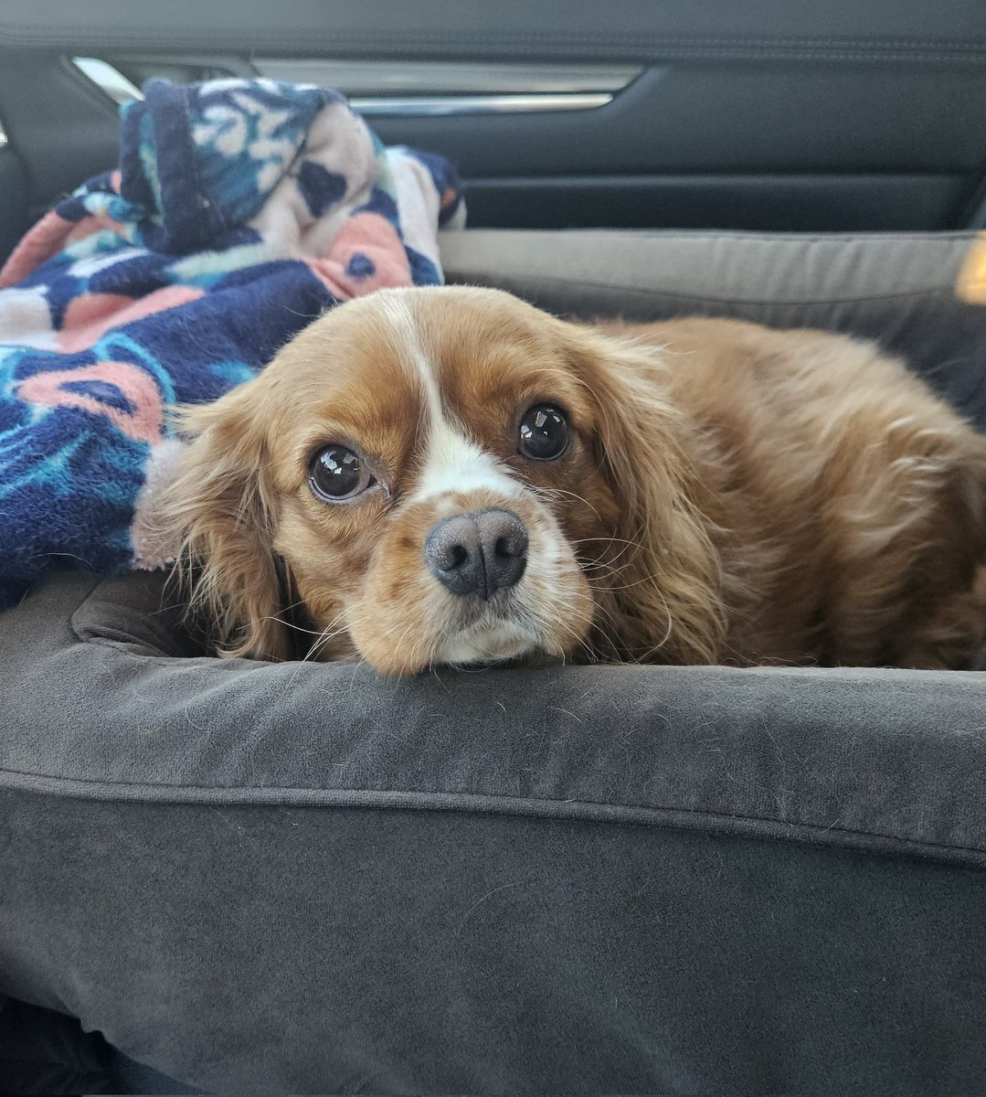 I drove this sweet boy thru part of his journey to Rescue... totally stole my heart. May you have your medical needs taken care of and find love again, Toby! 💜
#RESCUEISMYFAVORITEBREED