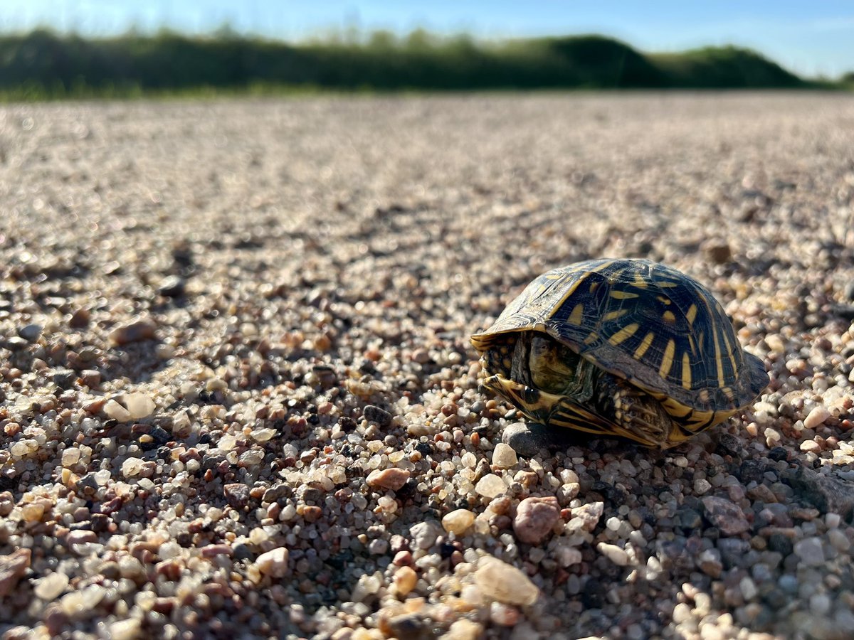 kstatevangirl's tweet image. Helped this little cutie out today from getting run over. #BoxTurtle #Hoxie #SheridanCountyLake @mitchmoss