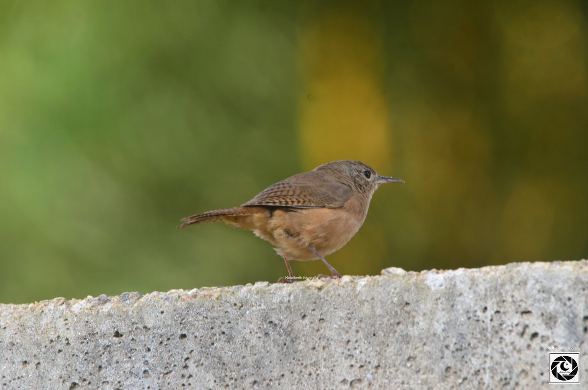 Troglodytes musculus
Southern House Wren
Garrincha 

#fleacom #unmistakablefleacom #BirdsSeenIn2023 #observaçãodeaves #birdwatchingbrazil #birdwatching #birdoj #MinasGerais 📷 #valedoriodoce #Caratinga #MinasGerais #ThePhotoHour