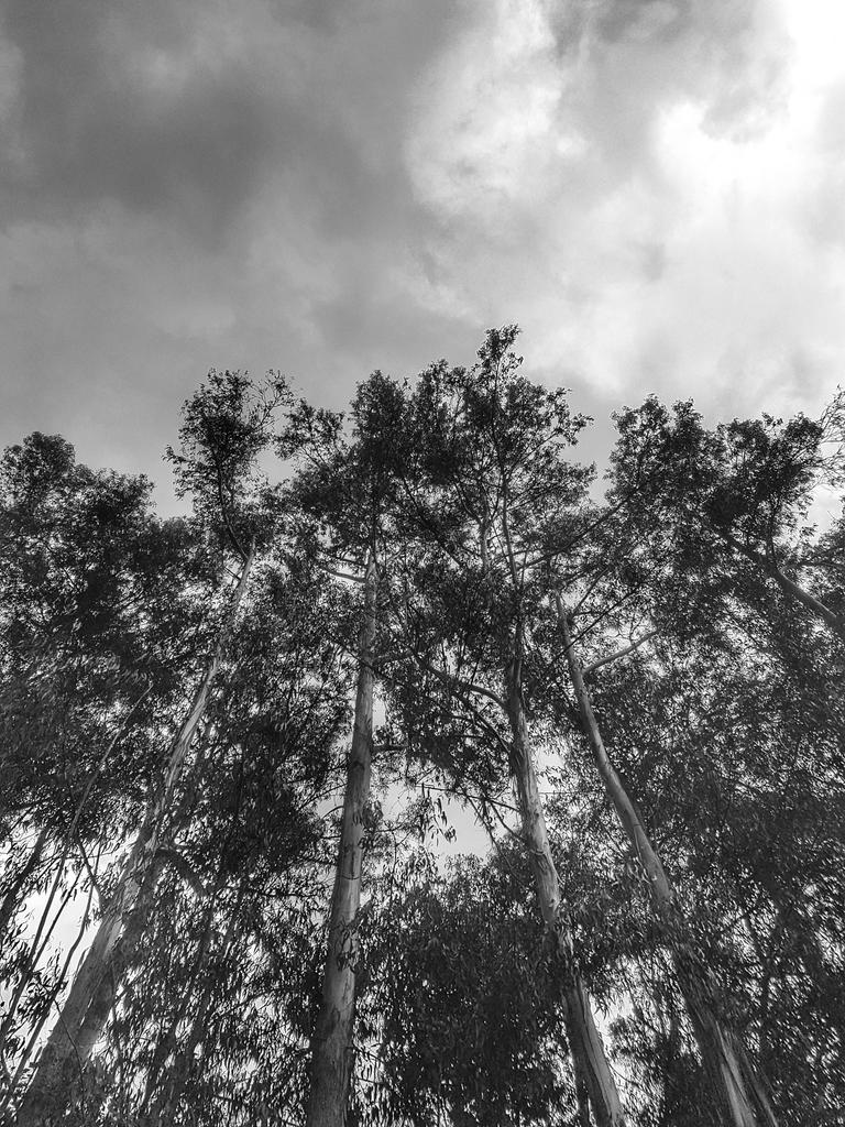 Al cielo....
#BYNR #blancoynegrofoto #blancoynegrofotografia #blackandwhitephotography #blackandwhitephoto #naturaphoto #natura #streetphotography #monocrome #monocromephotography