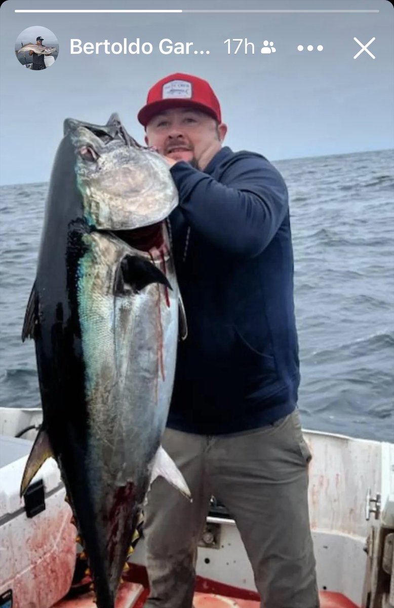 Gordo got a bluefin!  Biting off SQ