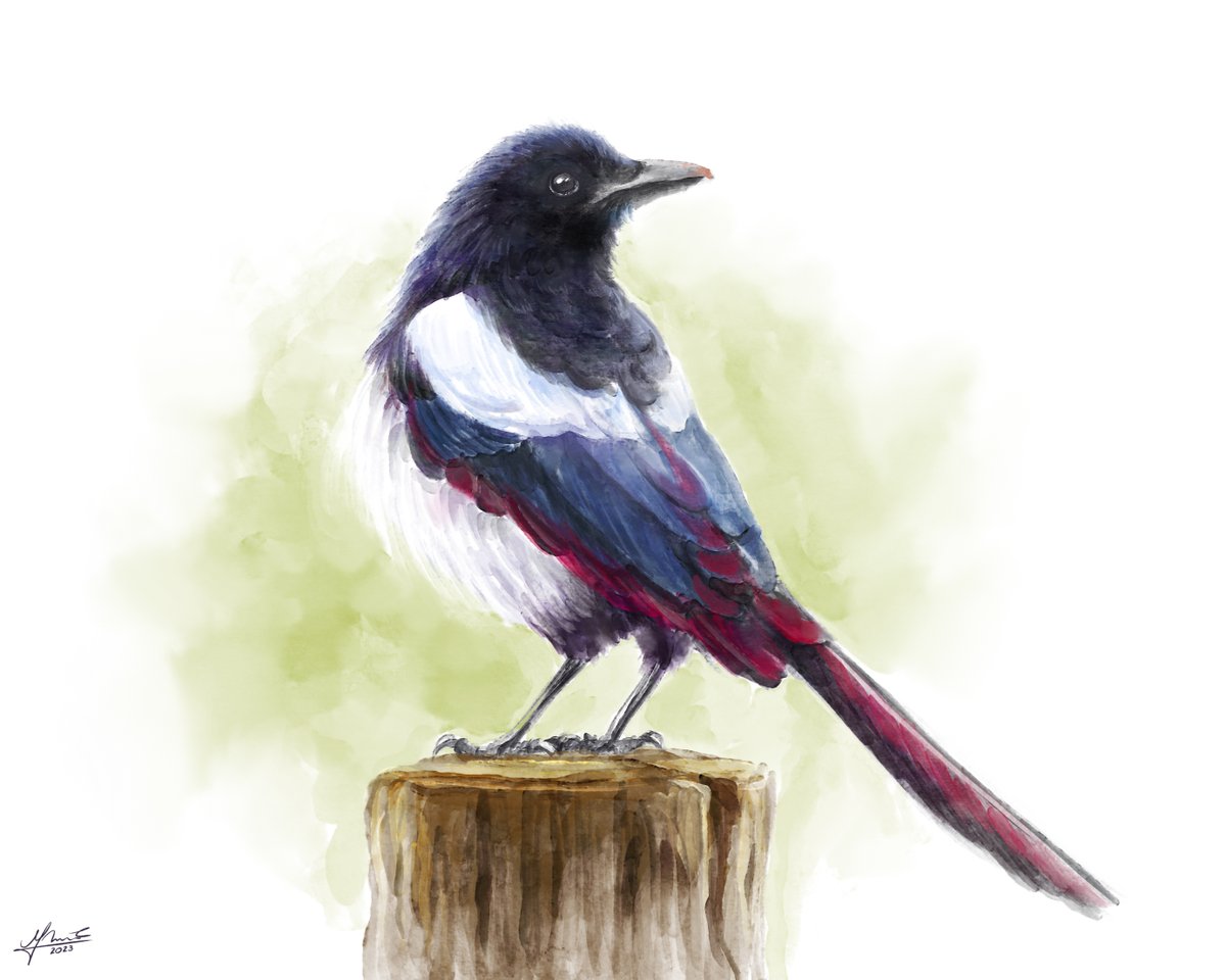 Magpie
#magpie #corvid #birdart #birdwatching #birdartist #animalart #inkart #petportrait #animalartist #watercolorpainting #painterly #wildlifeart #watercolorart #sumiepainting #creatureartteacher #commissionsopen #digitalpainting  #watercolor #digitalillustration #gouache