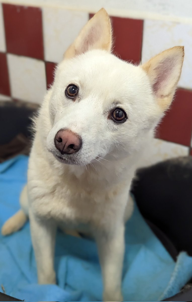 AdoptionsUk's tweet photo. lease retweet to help Kali find a home #CARMARTHENSHIRE #WALES 
 
Aged 2, she needs to live with another dogs and any children should be older as she is very timid. She hasn't lived in a home before and has had no applications. 

DETAILS or APPLY👇
 https://t.co/HSs0QSmFUh
#Dogs https://t.co/2stYRMf1Kv