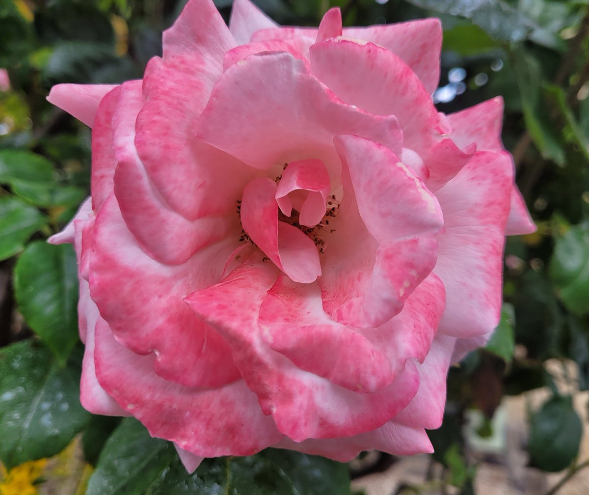Peak rose season #FlowerReport