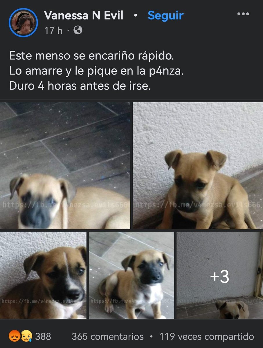 _iamsandra333's tweet image. ⚠️DIFUNDAN⚠️ Necesitamos Justicia para HUELLITAS ‼️ Difundan esto para que las Autoridades de puebla la localicen, esto no puede seguir así, este no es el único Caso de Maltrato animal, #JusticiaParaHuellitas #NoAlMaltratoAnimal #Puebla