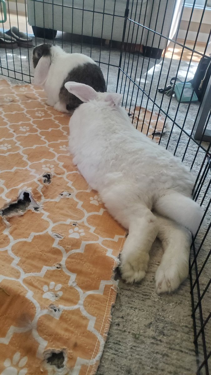 Go figure... Rocksteady was sweet and friendly to all the bunnies at the rescue.