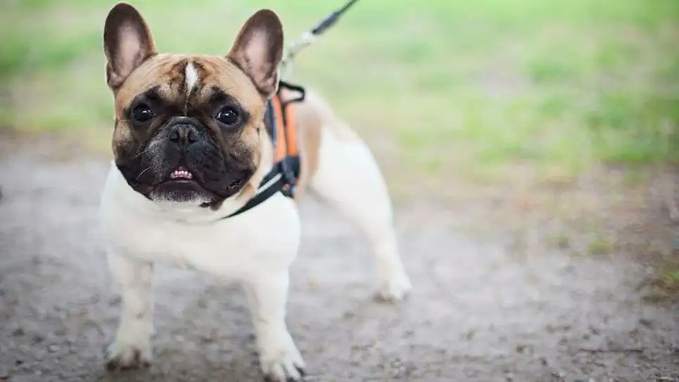 TheOnion's tweet photo. Masochist Dog Enjoys Being Walked Around On Leash While Naked https://t.co/KCARWQphIM https://t.co/OJcp3OwHbQ