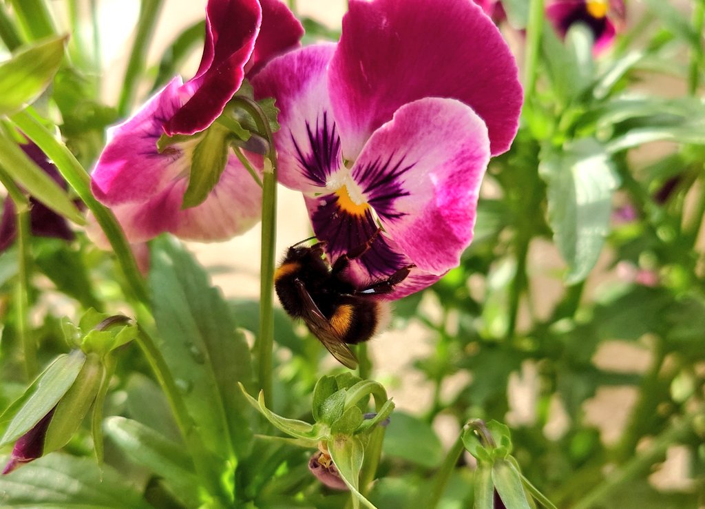 CollieJake's tweet image. We have a lovely pansy and a viola growing as weeds in the patio this year 🌸 
They have been very popular with the bees this weekend 🐝