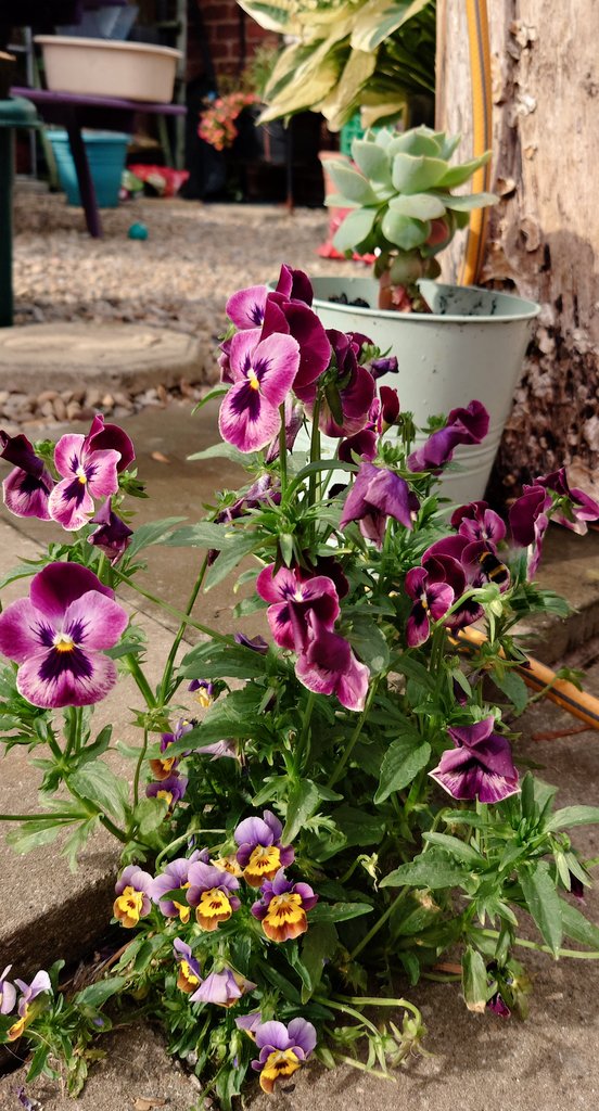 CollieJake's tweet image. We have a lovely pansy and a viola growing as weeds in the patio this year 🌸 
They have been very popular with the bees this weekend 🐝