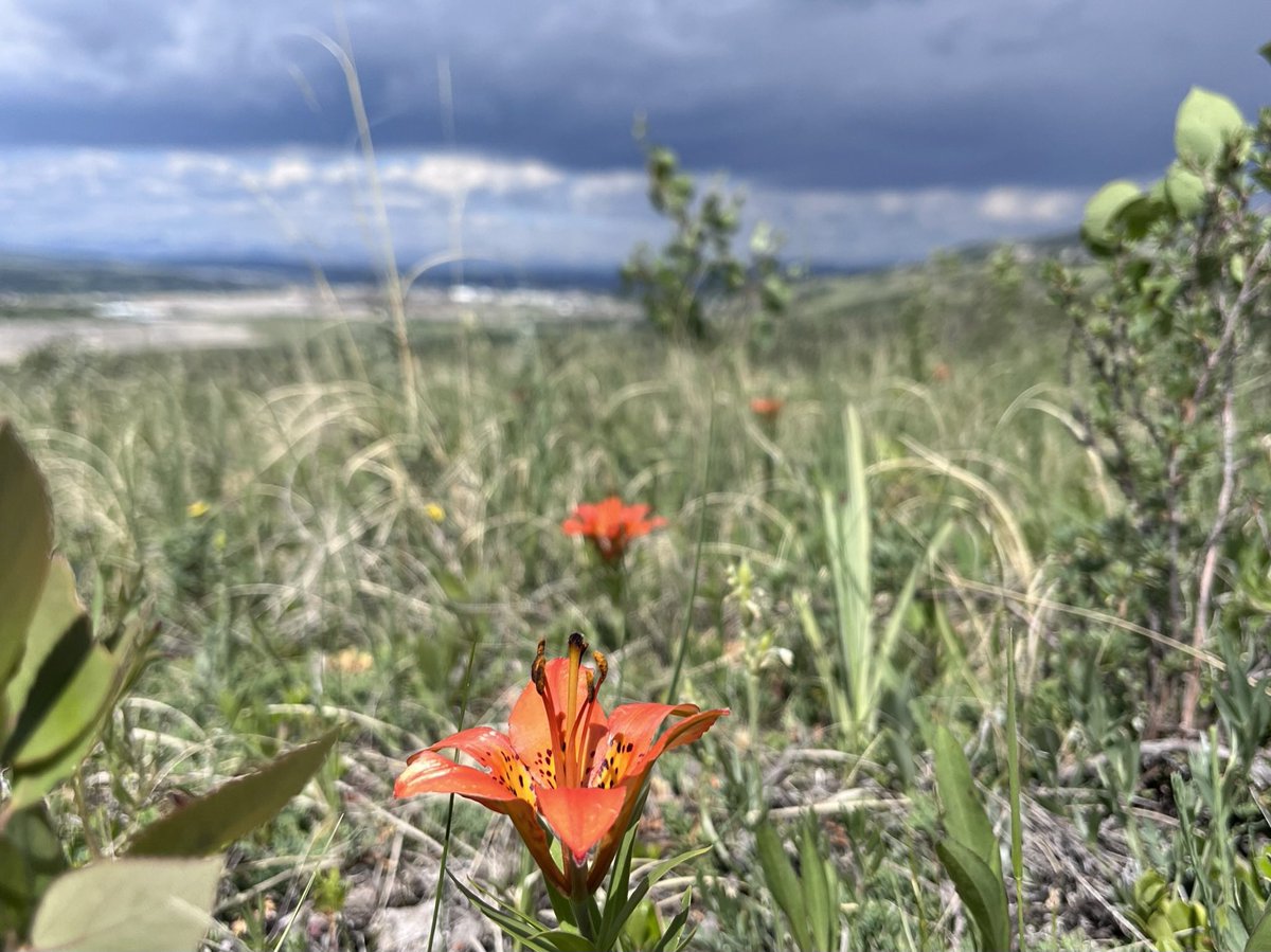 Hey <a href="/hikebiketravel/">Leigh McAdam</a> I read your story about Glenbow Ranch yesterday morning and went for a great ‘pre-rain’ ride. Those new trails to the west are tough! Flowers were out to impress.