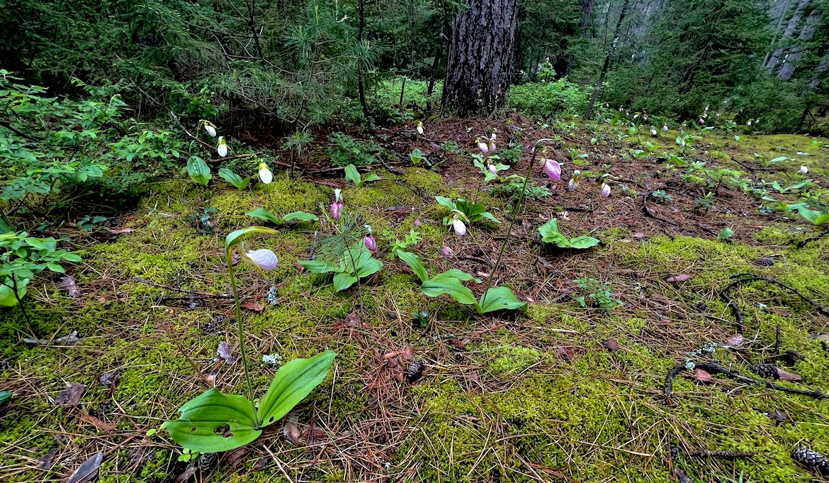 ekhtn's tweet photo. Cypripedium acaule in northern Maine #planthour #botany https://t.co/ORUtyNibqz