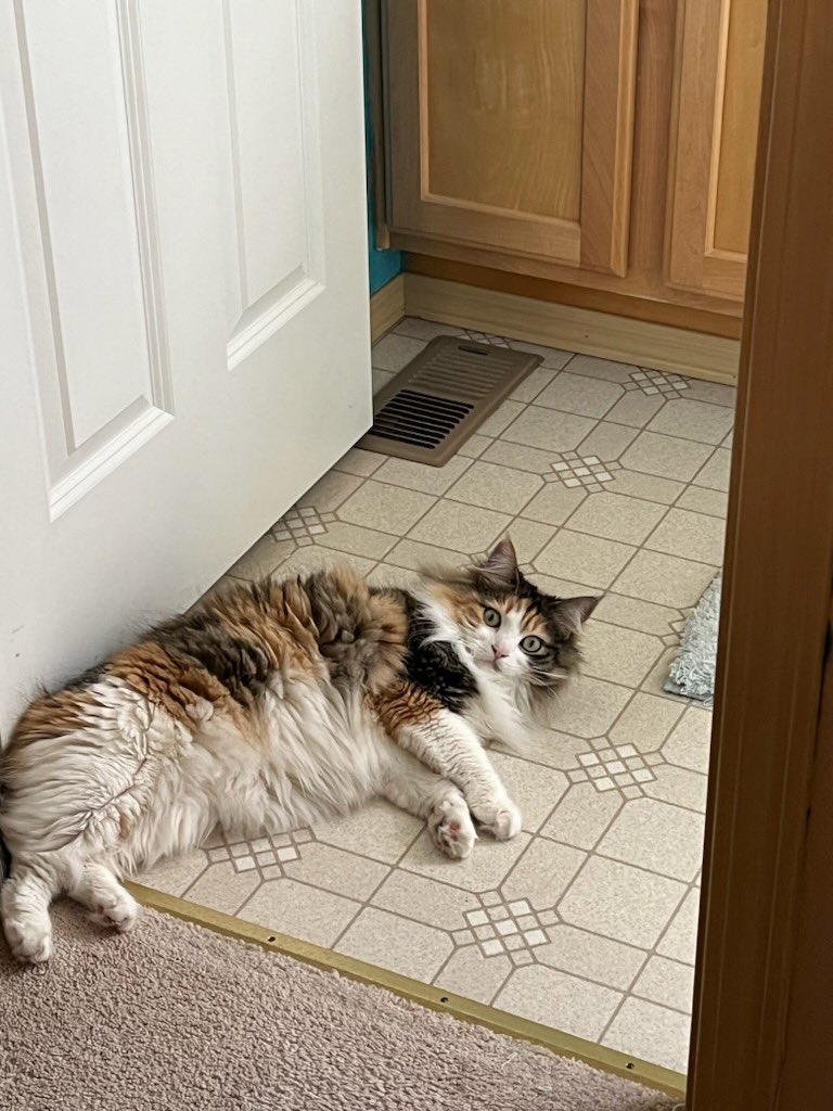 CalicoDaily's tweet image. Inbetween