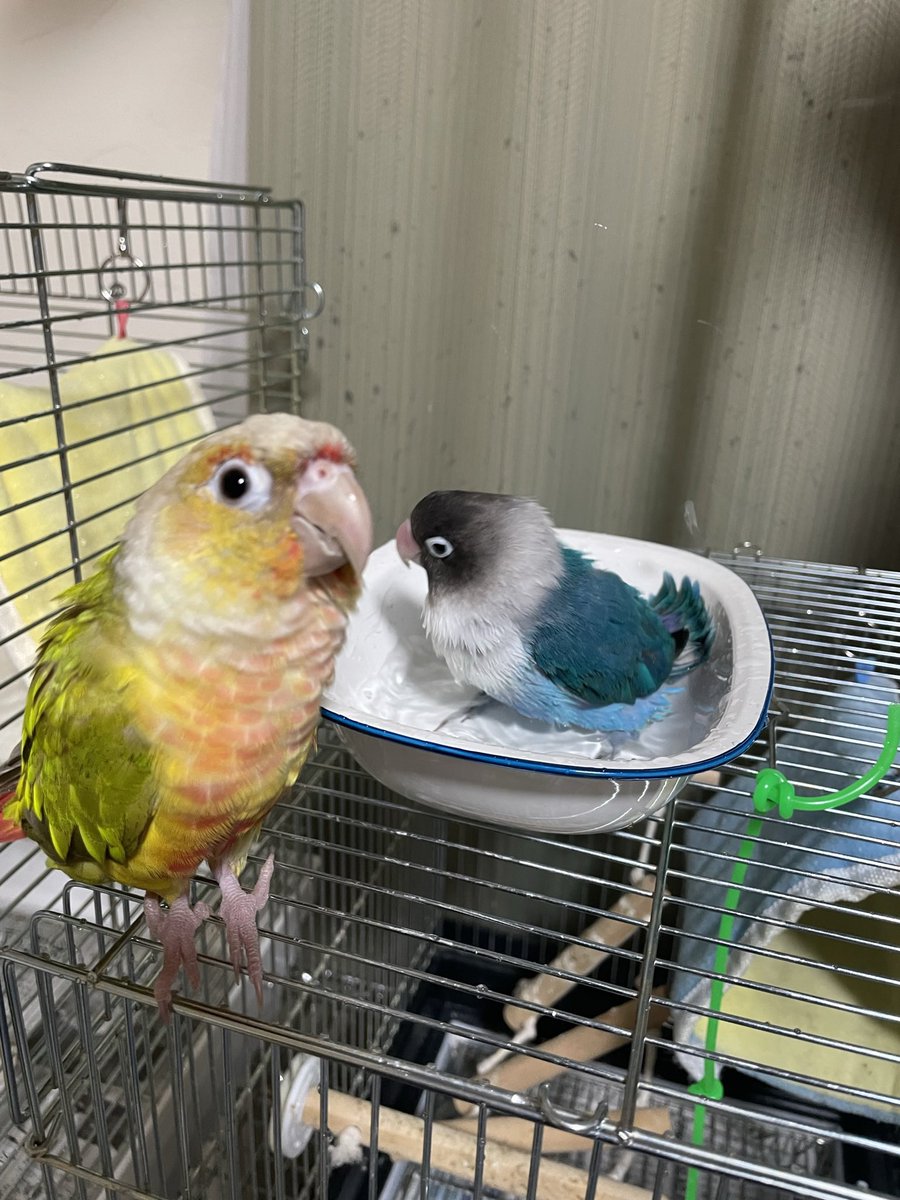yanbaaal's tweet photo. 順番待ち🐣 https://t.co/SvYDitAW61