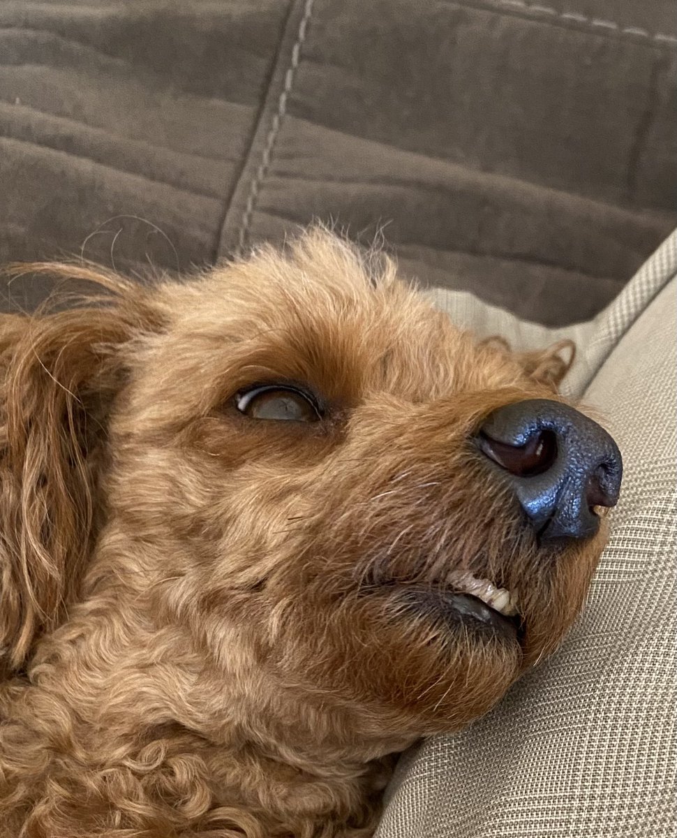 ArmedApe's tweet photo. #teef https://t.co/G4XxlwqmnS