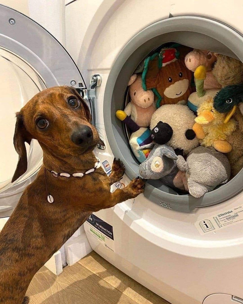 twaniimals's tweet photo. https://t.co/NY8QIhFR2V