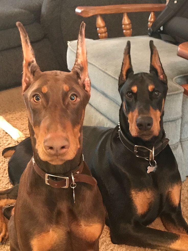 masiulka_'s tweet photo. @mendersowa doberman❤️ https://t.co/GXzPXt14lw