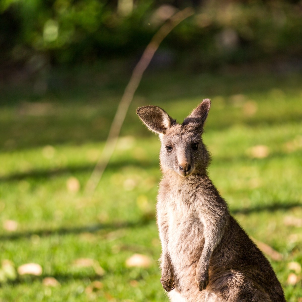 Good morning everyone, and Happy #MacropodMonday from all our little friends at Booderee National Park ✨🦘. Have you taken some nice shots around the park? Make sure to use the #MacropodMonday to share them with the team 😍. 📸 Credit: Jon Harris