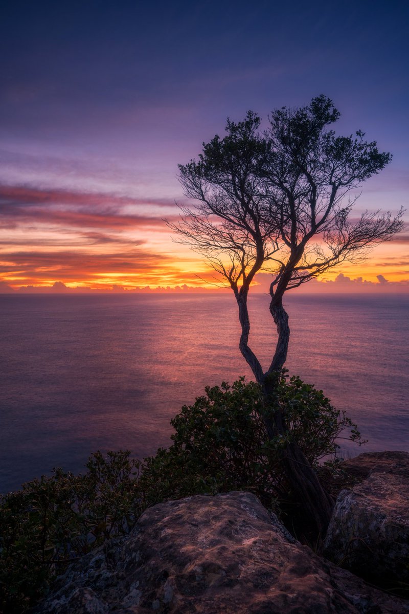 Early morning sunrise on the Australian East coast. This is a top spot to view Whales migrating at the moment. 

#landscapephotography #photographers #sunriselovers
#sunrise #cliffside #tree
#inspiredbynature #australia