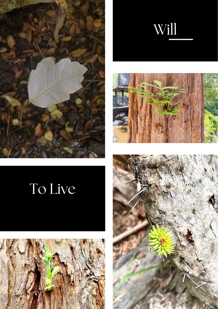 Photo credit <a href="/esme_NFT_queen/">Esme.eth</a>   Playing with my photography skills!  Enjoy 🫶🏽.  #willtolive