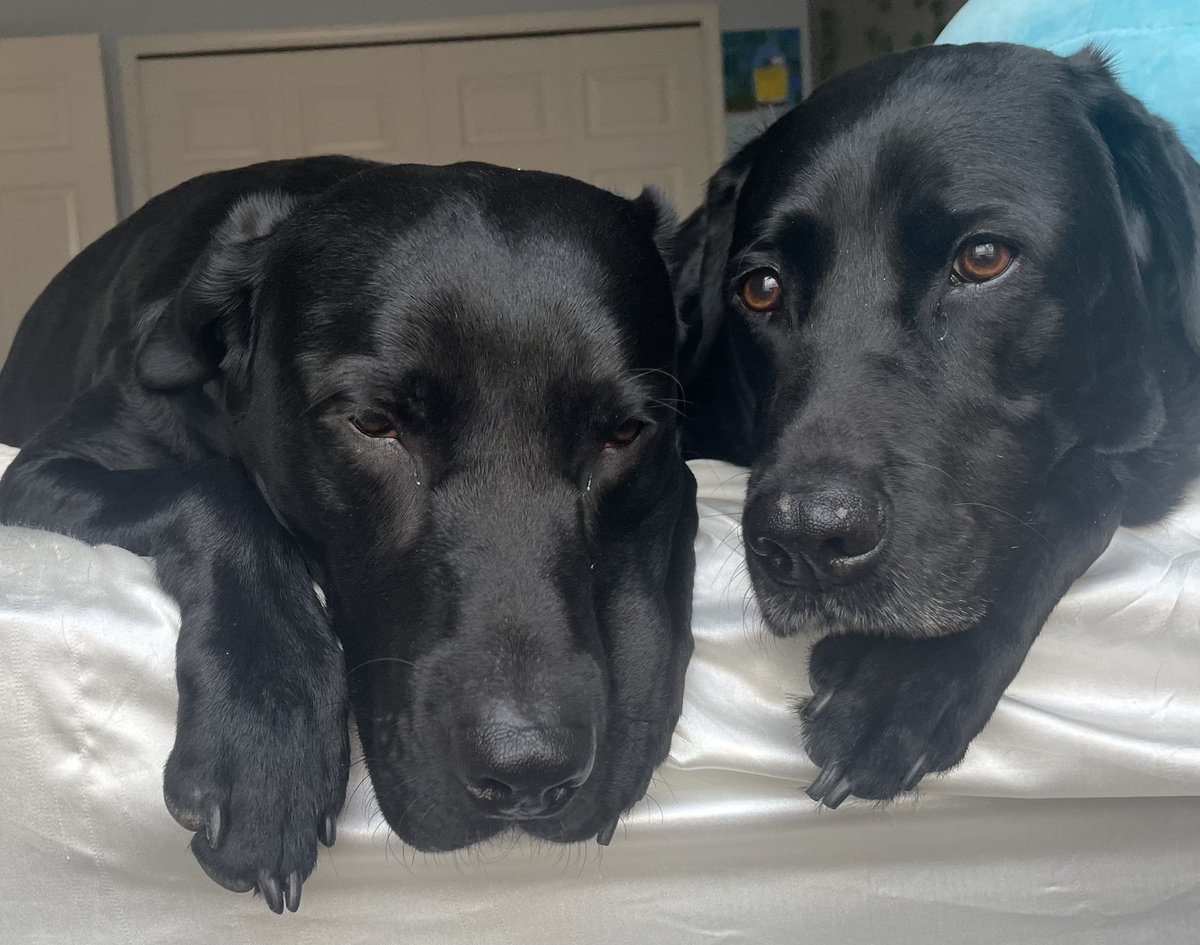 bradburn59's tweet photo. @TomMazawey Benny and Remmy say #VoteMaz https://t.co/pPTTVEtJJy