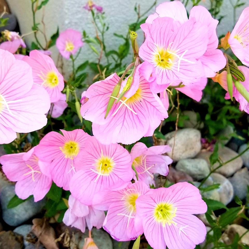 MaggieBelize's tweet photo. A banner spring for my evening primroses. They're wildflowers, but these were intentionally planted > 12 years ago by the original owner. There are a million reasons NOT to plant these in your yard, but they’re so pretty, and our environment is so harsh, I just let them be. https://t.co/paIHmpT4xJ