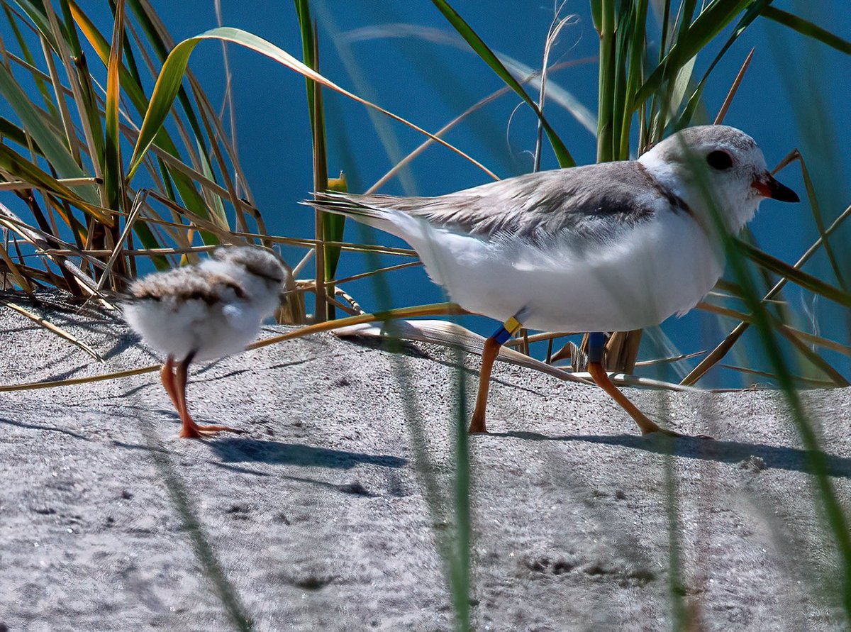 Piping plovers! Seen in Queens this morning. I’m VERY happy to see these chicks protected from nest to shore (roped off). Photos taken with a long lens outside the enclosure/ cropped. These delicate families need our protection. #birding #queens #sharetheshore