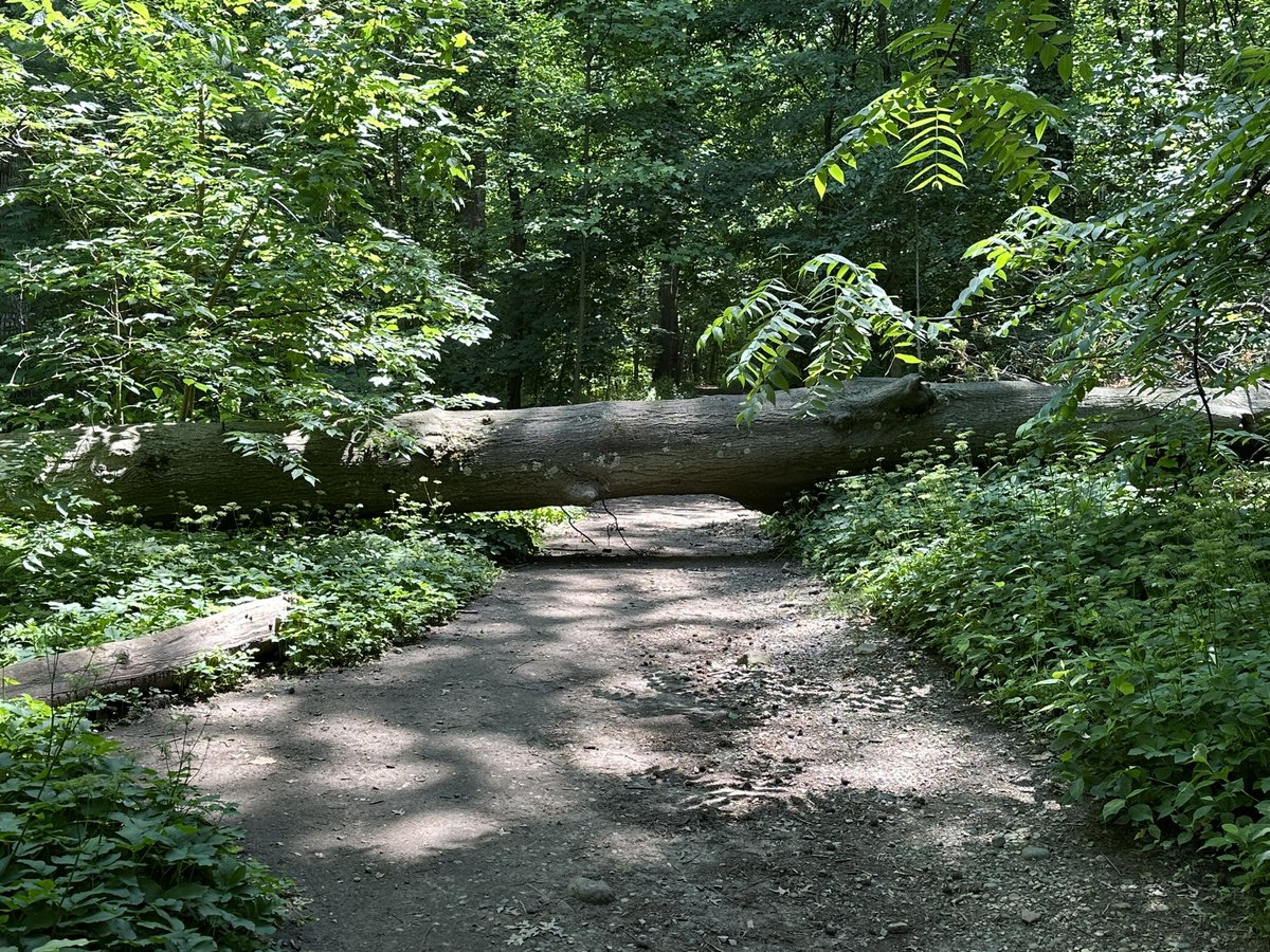 Hey @NYCMayor this tree in Prospect Park has been dead for years but bc of gutted @NYCParks budget it’s never been removed & just fell directly on a path. Someone could have been hurt! Stop over funding fascist cops & give $ to agencies that help us & our city
#NYC #DefundPolice