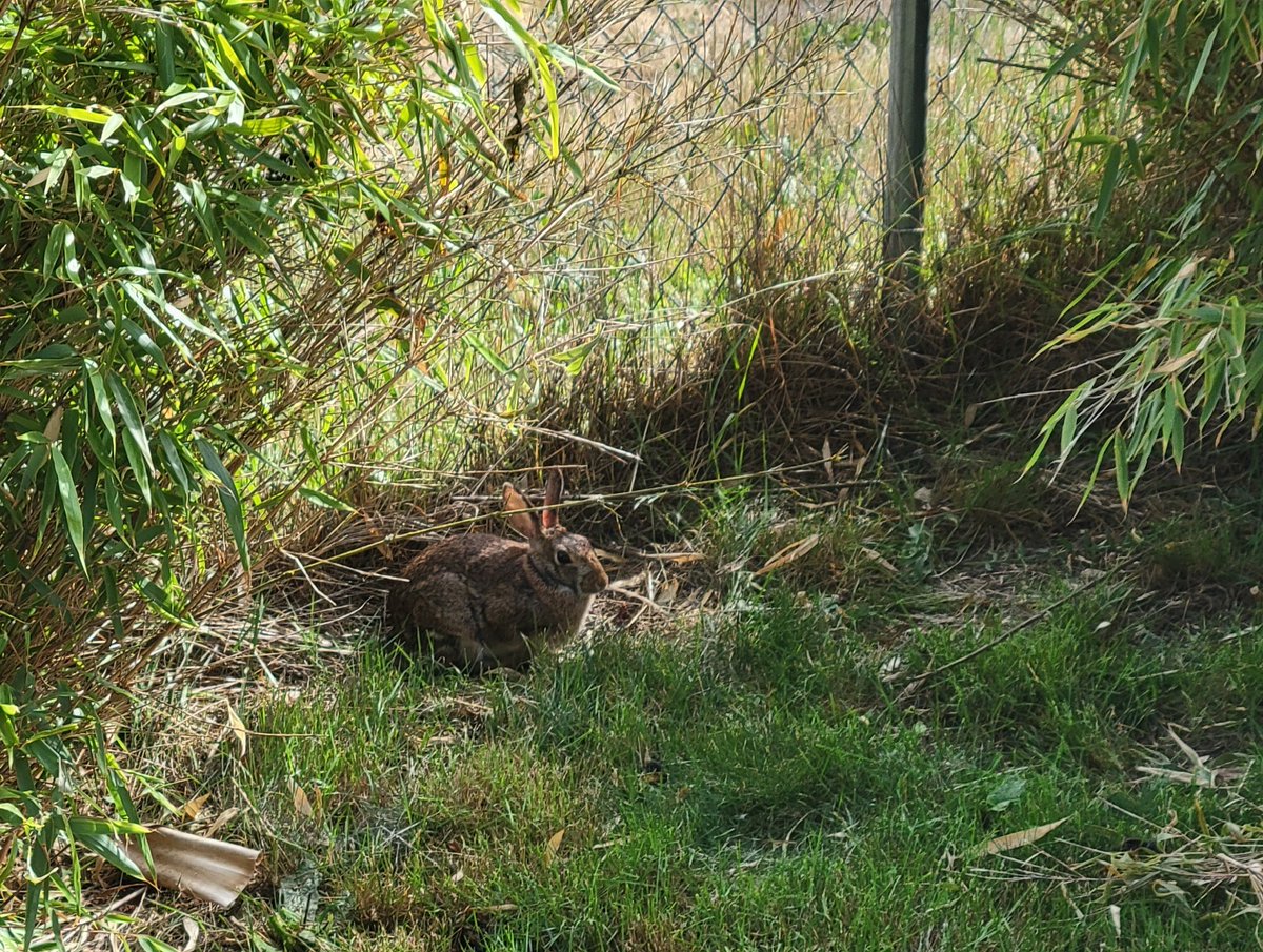 IsSasquatch's tweet photo. We've been in and out of the house since 9:30, and this rabbit in our front yard has maybe shifted positions twice since then. Oh, to be so chill. https://t.co/rXb2F7m3j4
