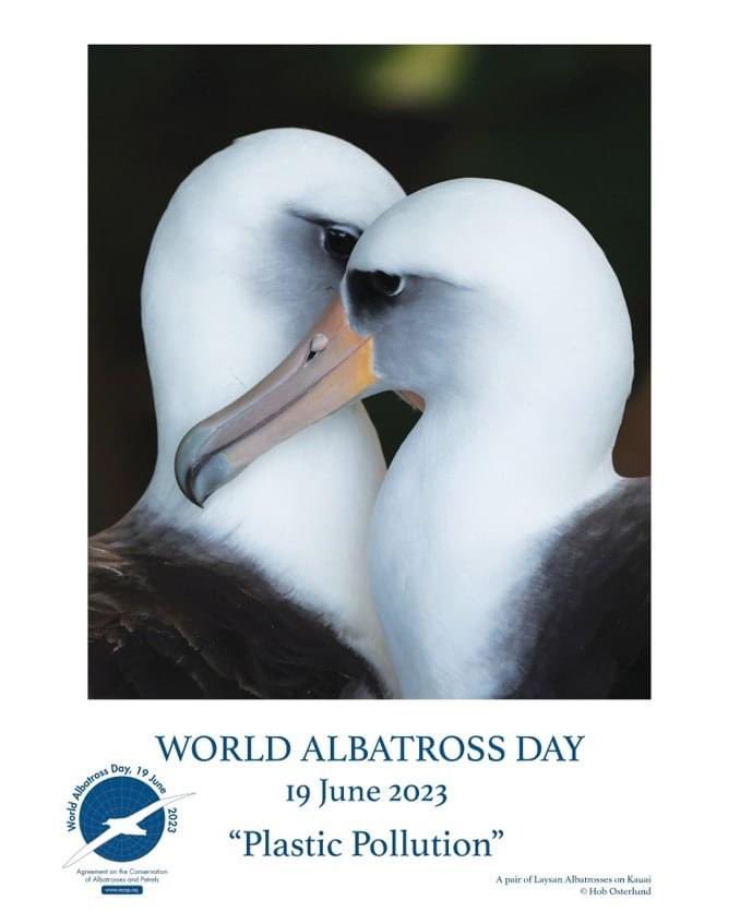 Happy World Albatross Day! 
The best day to celebrate the best birds 🤍 

#worldalbatrossday #albatross 

📷 Hob Osterlund