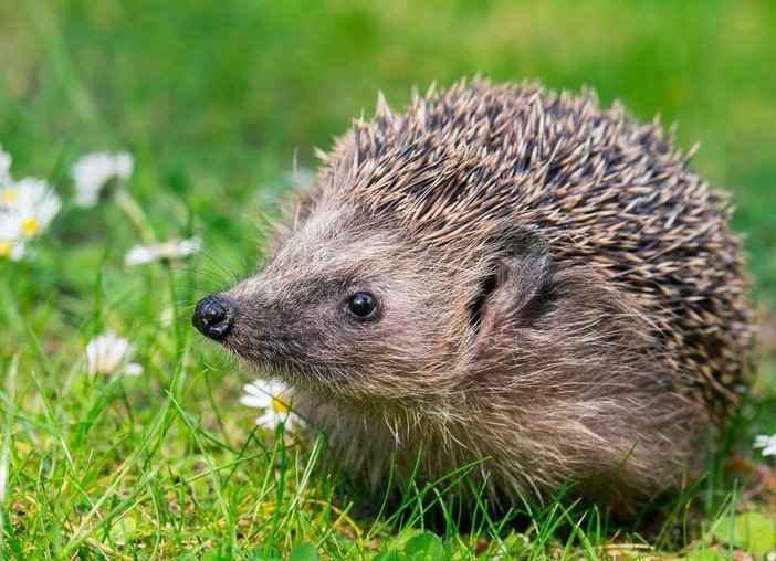 baytifirasik's tweet photo. For no particular reason, the hedgehogs of 🇮🇱
We're blessed with three hedgehog species:
Central Asian (H. auritus), Southwest Asian (E. concolor)
Desert (P. aethiopicus)
(Reforestation has been great for Israeli wildlife) https://t.co/PH1xllb2I2