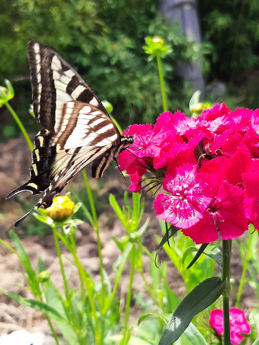 CharlesBodi's tweet photo. Being an Urban Gardener is #ChillAsHell https://t.co/pPaqhiNeUB